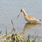 Marbeled Godwit
