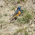 Blue Fronted Redstart