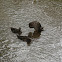 Mallard Ducks