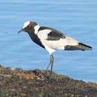 Blacksmith Lapwing (Plover)