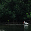 Ibis Blanca Americana - American White Ibis