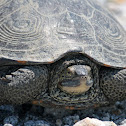 Diamondback Terrapin