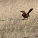 Brown Thrasher