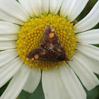 Mint Moth
