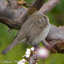 Blackcap; Curruca Capirotara