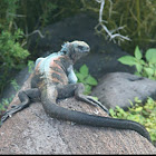 Marine iguana