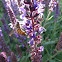 American Honey Bee