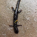 Northern Slimy Salamander