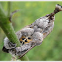 Moth