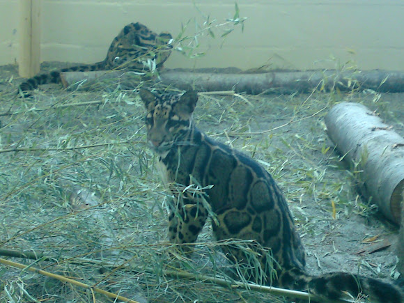 Spotting Image 1