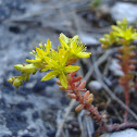 Goldmoss Stonecrop
