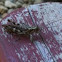 Grasshopper