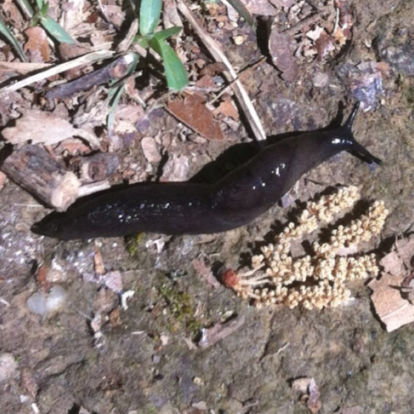 Blackvelvet leatherleaf slug Project Noah