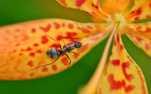 How to get Ants Wallpaper HD lastet apk for android