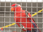 Red bird