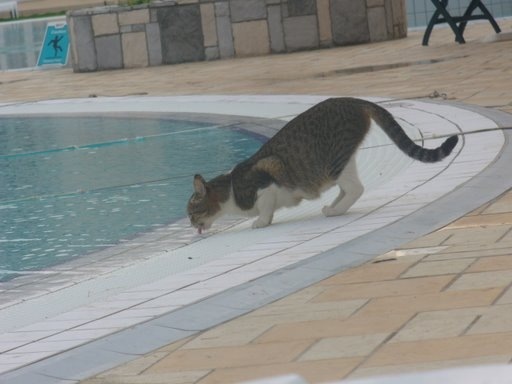 [P1090906_600x600_100KB8.jpg]
