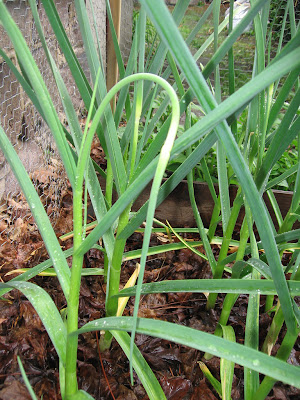 Garlic Scapes