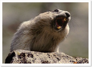 marmota135