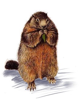 marmota