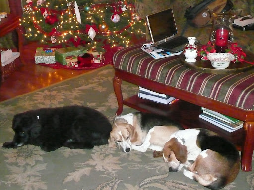 dogbabies