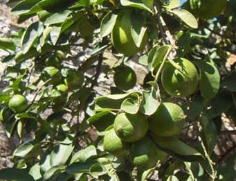[garden-lemons[2].jpg]