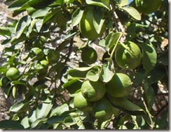 garden-lemons