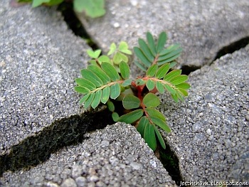 [flor_deserto_7[24].jpg]