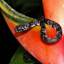 Snail-eater