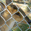 Muntjac