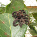 Monkey Slug Catterpilar