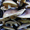 Australian Honey Fungus