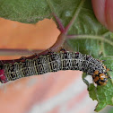 Caterpillar- Mistletoe Moth
