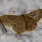 Moth