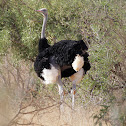 Somali Ostrich