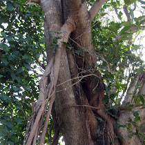 Green Sri Lanka