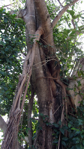 Spotting Image 1
