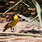 Black-headed Wagtail