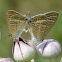 Peablue butterfly