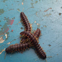 Flat-Backed Millipede