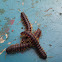 Flat-Backed Millipede