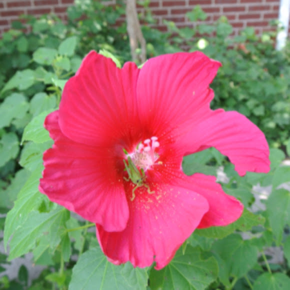 Spotting Image 1