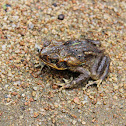 Cane Toad