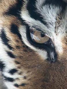 How to mod Tiger Wallpaper HD 1.0 apk for bluestacks