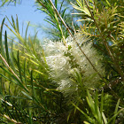 Brazaletes, Melaleuca