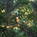 Red-shouldered Hawk