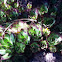 Hens and Chicks