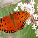 Gulf Fritillary