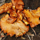 Paxillus panuoides