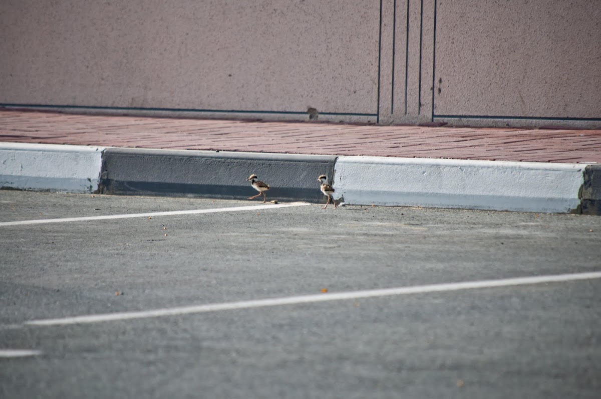 The Red-wattled Lapwing
