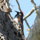 Acorn Woodpecker